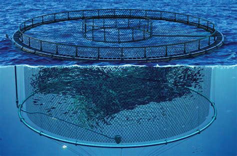 Construction and maintenance of fish production units; ponds, cages .